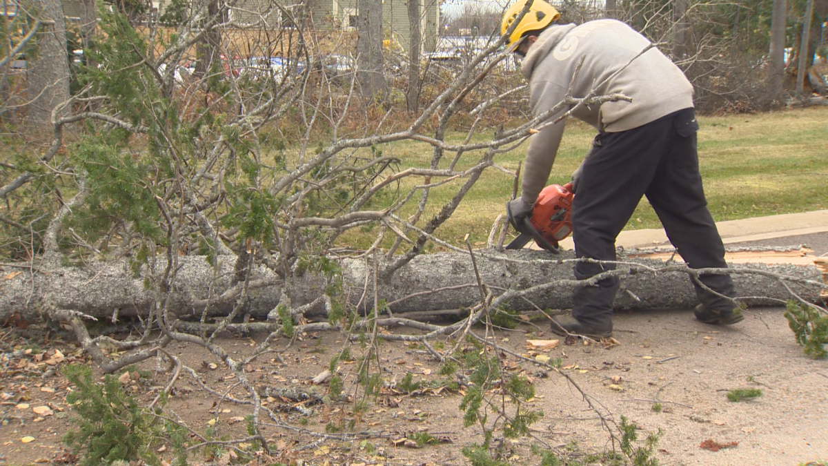 Morrison believes water saturation in the roots was also a contributing factor to knocking down so many trees.