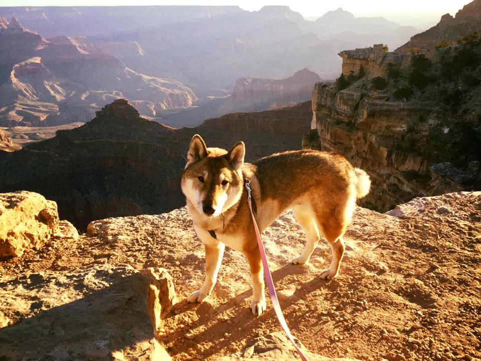 Paul Heroux’s dog Mura at the Grand Canyon on the duo’s 12-day cross-country trip.