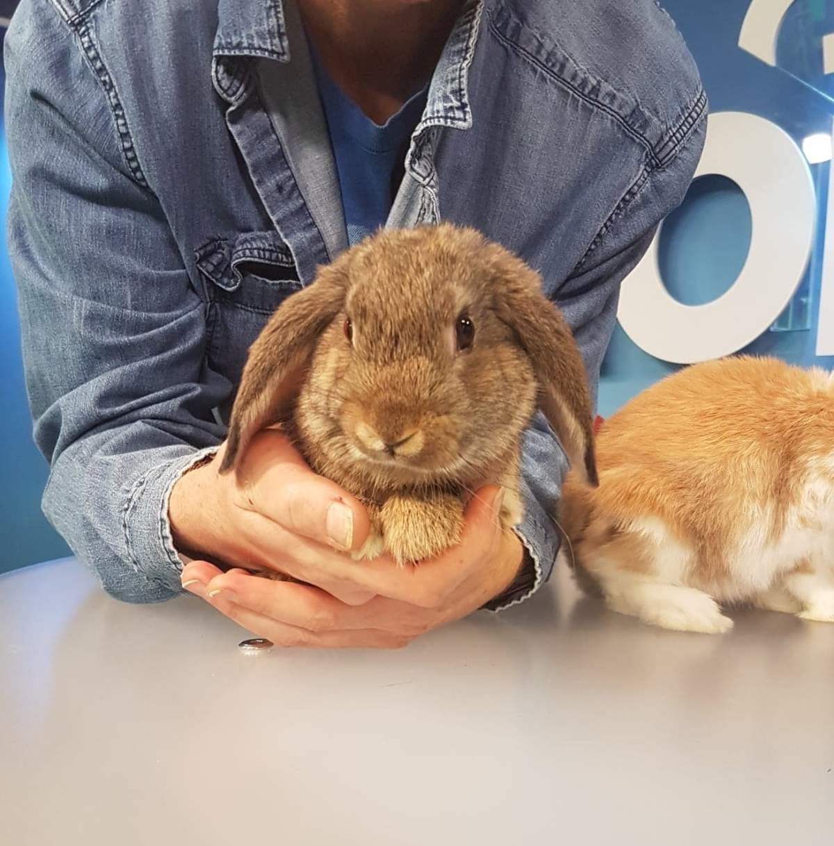 Nibbler was on Adopt A Pal looking for his next family.