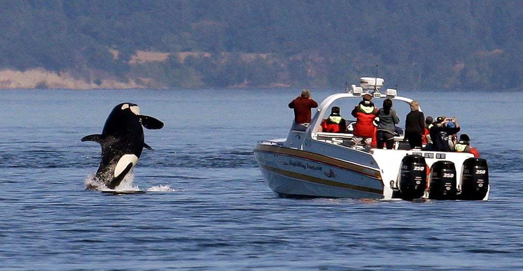FILE - In this July 31, 2015 file photo, an orca leaps out of the water near a whale watching boat in the Salish Sea in the San Juan Islands, Wash. 