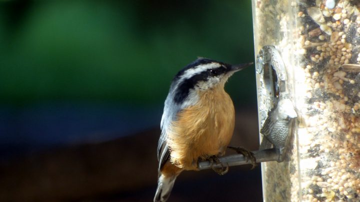 A red-breasted nuthatch perches on a tube feeder.