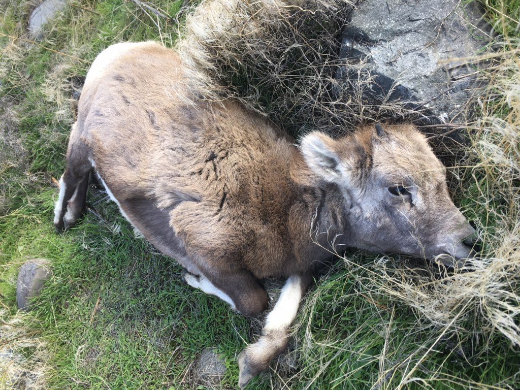 The yearling bighorn officials believe may have been killed by poachers.