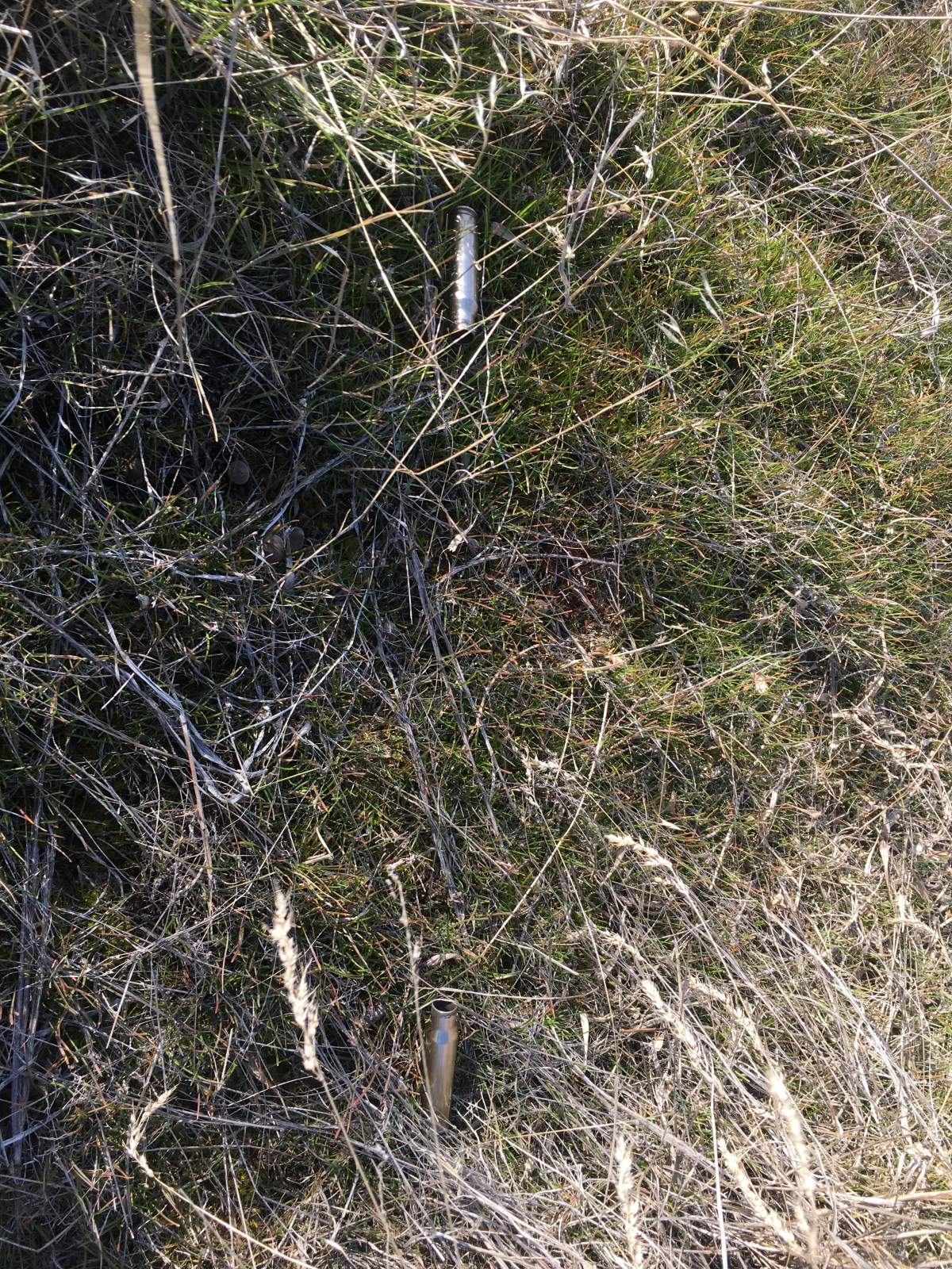 Shell casings found near where the young bighorn was killed.