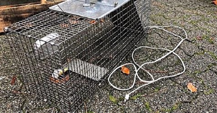 The BC SPCA says it was called on Nov. 15 after a member of the public found a raccoon trapped in a homemade electrified cage. 