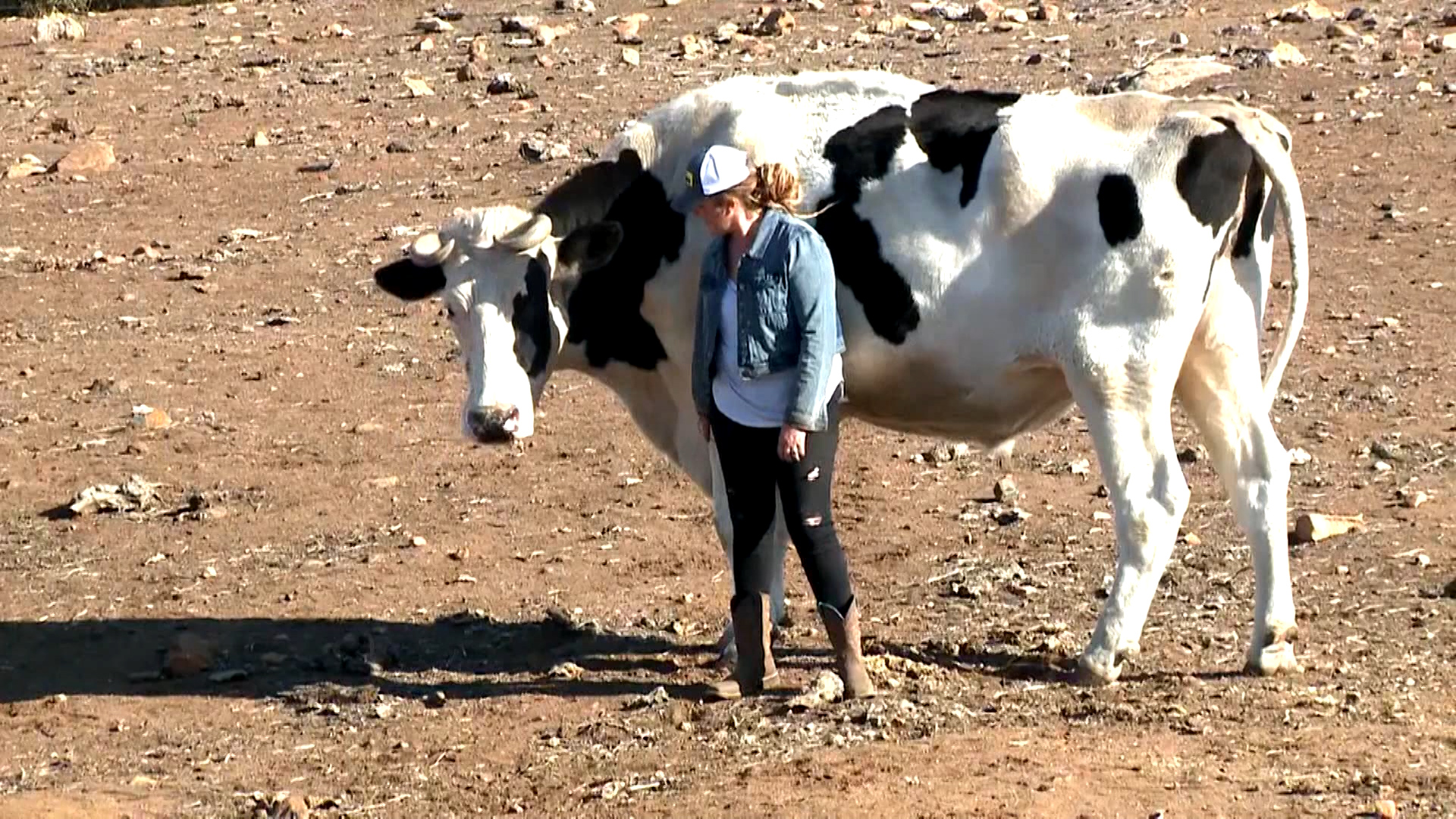 Move over Knickers, California's 'ginormous' Cowboy the cow may have you  beat - National | Globalnews.ca
