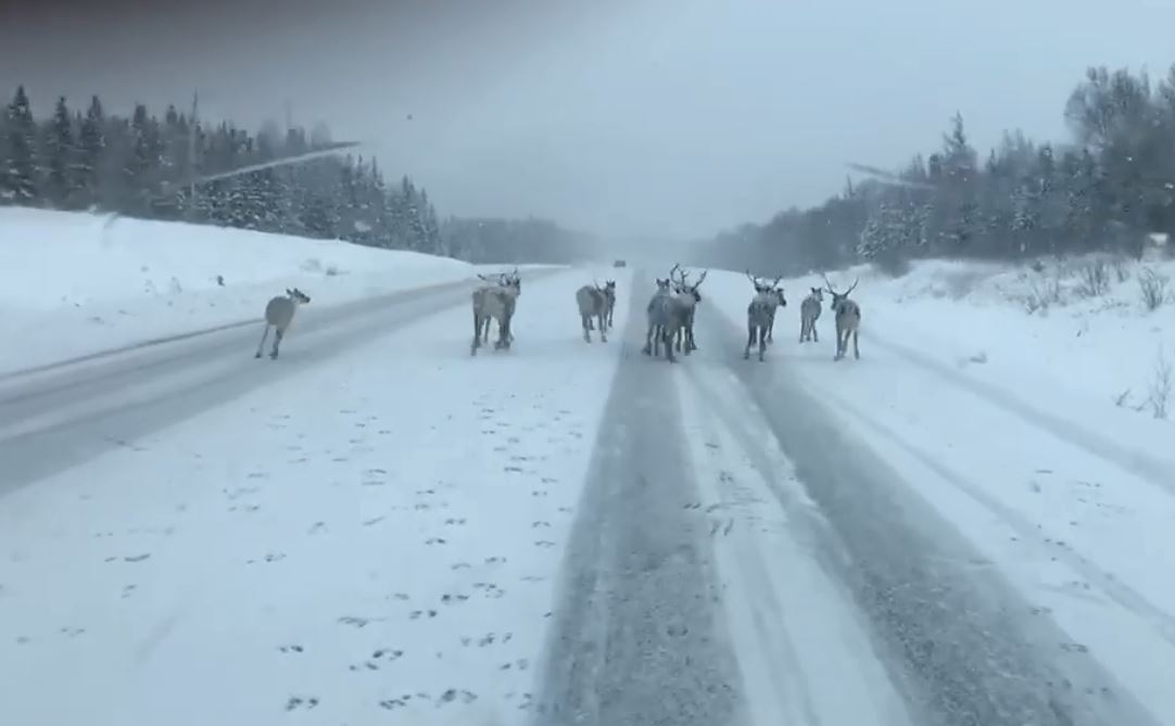 Trucker says video may show Santa’s reindeer lost in Newfoundland - image