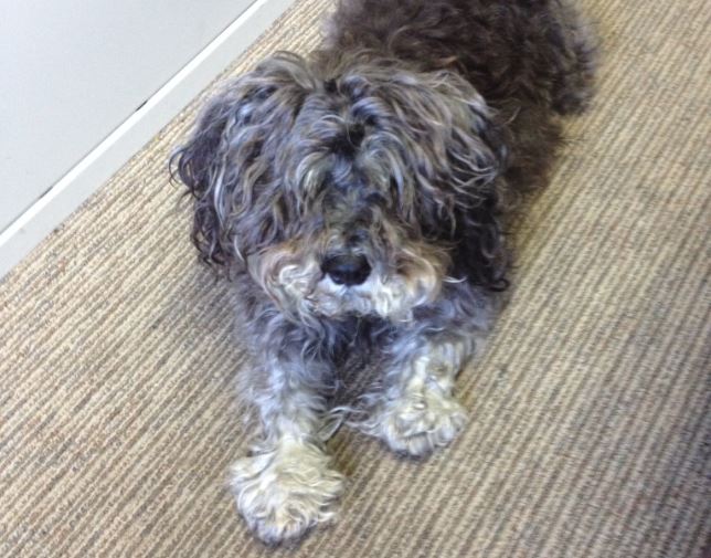 Police say Sassy, a miniature schnauzer, was inside a car that was allegedly stolen from in front of a Mississauga home.