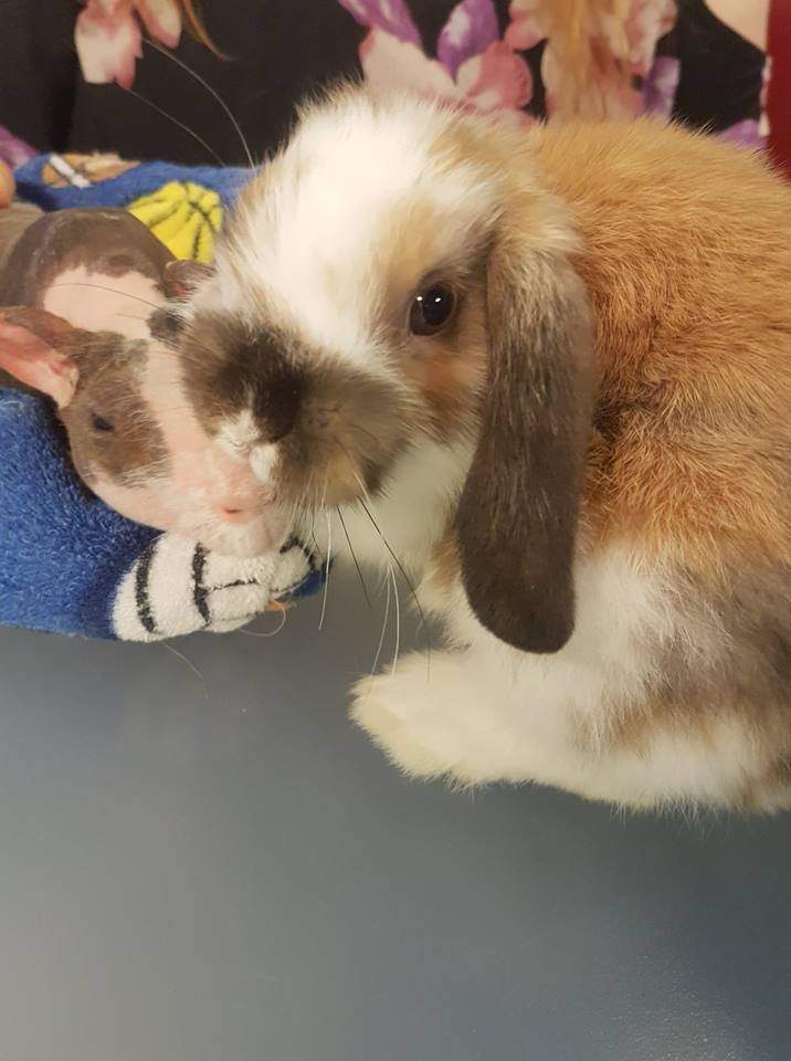 Theodore is looking for his new home and took time to visit Global News Morning.