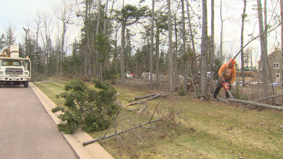 Trees had fallen in the parking lot of Mike’s Bike Shop in Dieppe as a result of the storm.