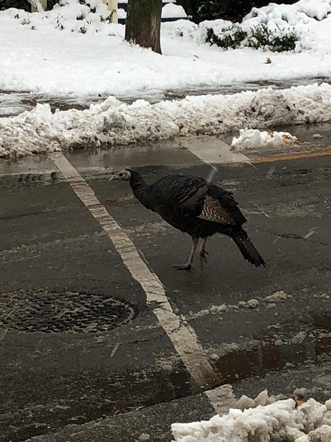 A Hamilton resident tweeted a photo of the turkey on Friday morning at Caroline and Markland Streets.