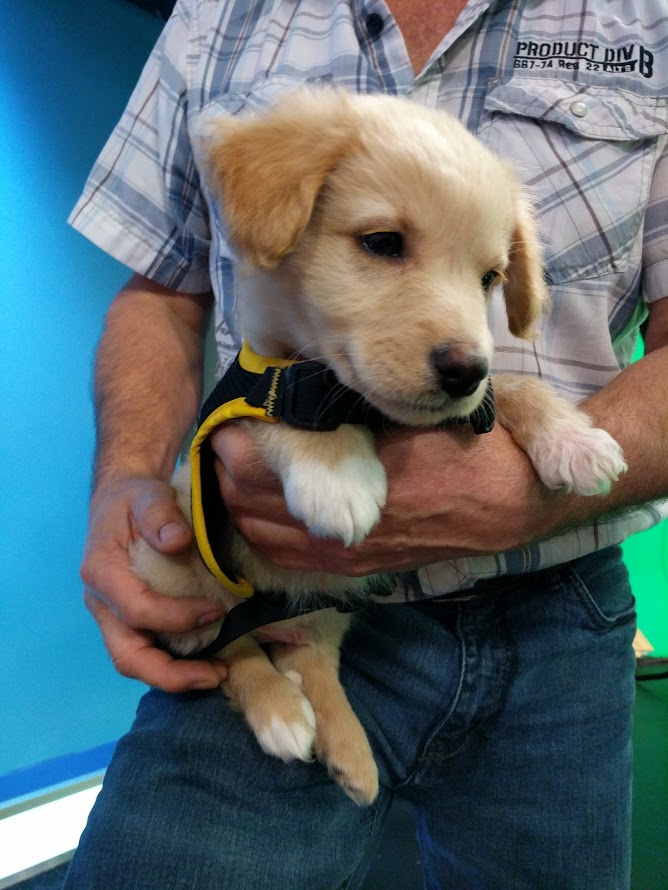 Ty from Spirit of Hope is looking for his forever home.