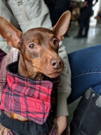 The Save A Life Canada Animal Rescue Society says Tyson is in much higher spirits since his arrival.