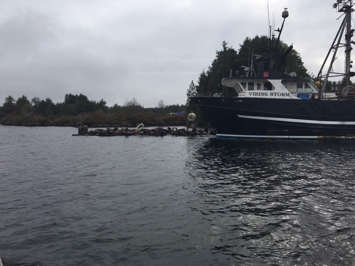 In the waters off Ucluelet’s harbour, a colony of sea lions bark on the dock behind a fishing boat.