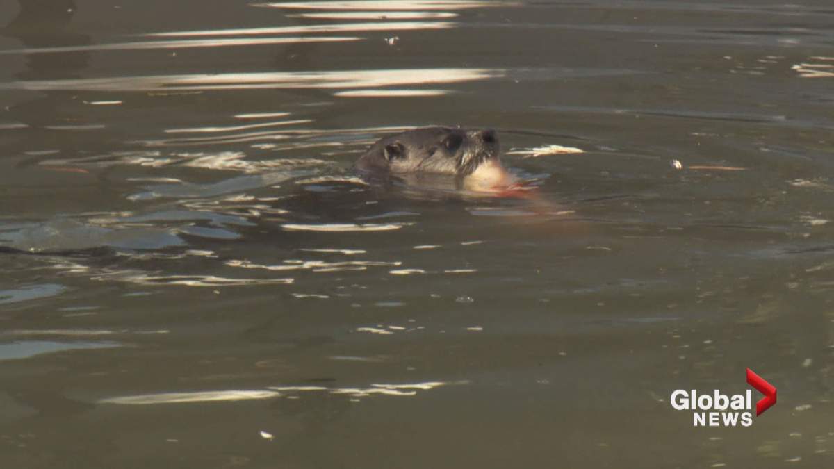 The otter was spotted catching and eating a koi on Monday, Nov. 19 by Global News cameras.