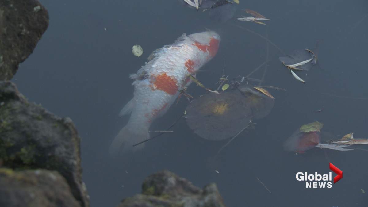 A dead koi in the pond at the Dr. Sun Yat-Sen Garden Monday. Credit: Global News