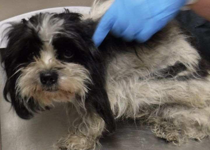 A photo of a Shih Tzu-type dog taken upon his arrival at the Edmonton Humane Society. Medical staff noted his entire body was covered in dense mats tight to the skin.