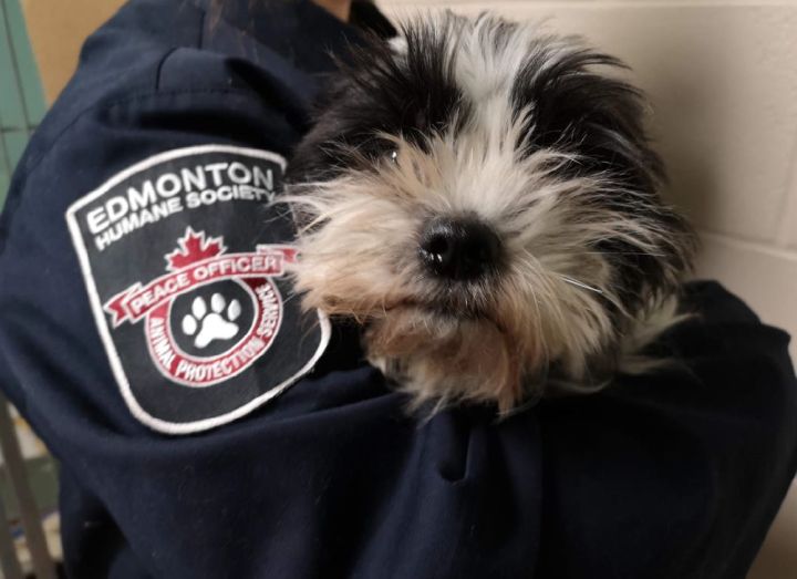 An Edmonton Humane Society animal protection officer is seen holding Wyatt, the dog who was brought into their care after allegedly being left in a parking lot, in a garbage bag within a closed cardboard box.