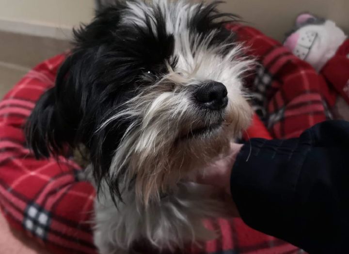 Wyatt, the neglected dog left in a Costco parking lot, remains in the care of the Edmonton Humane Society while animal protection officers investigate.