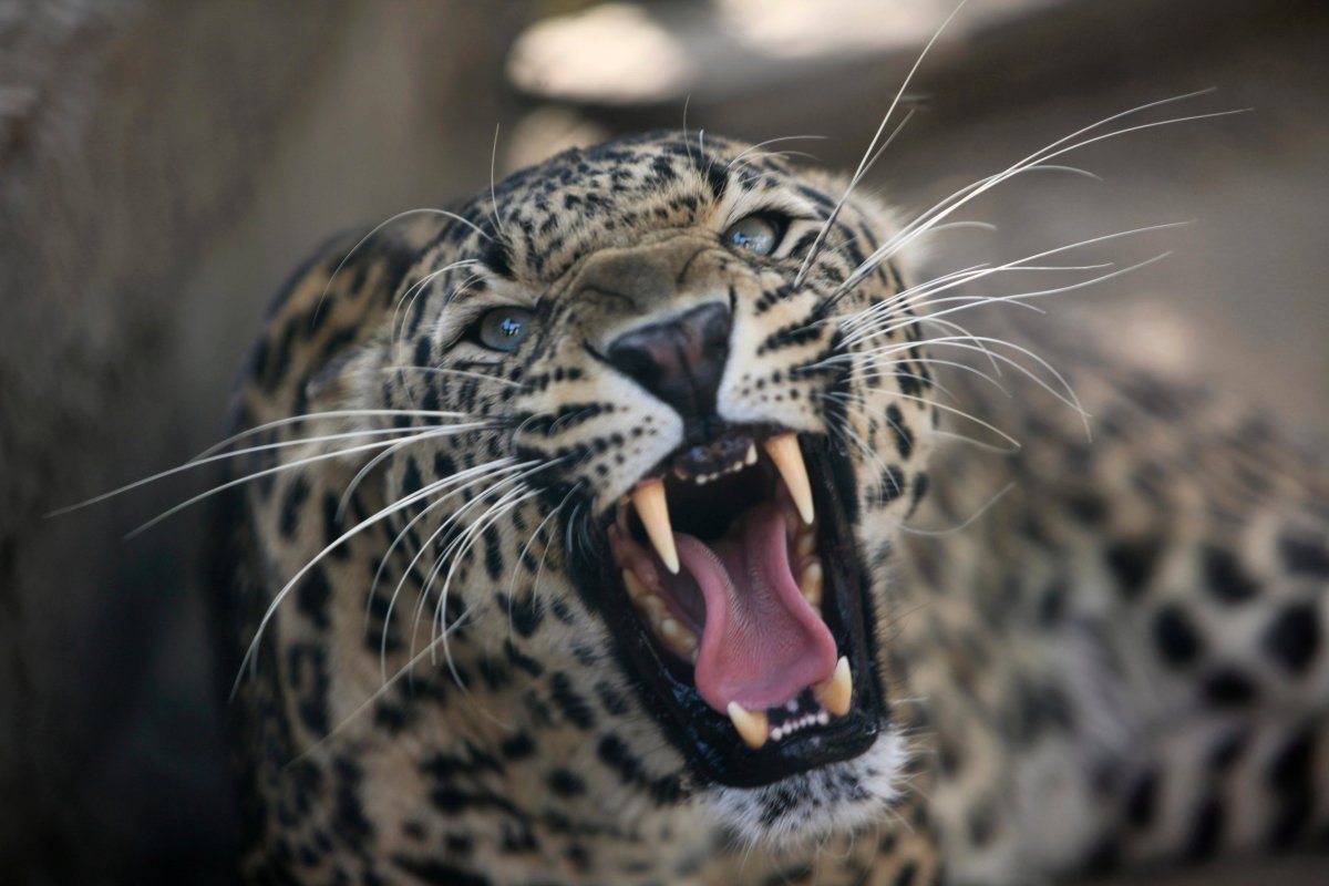 A leopard growls from inside a cage at a wildlife park in Jammu, India, Thursday, April 18, 2013. 