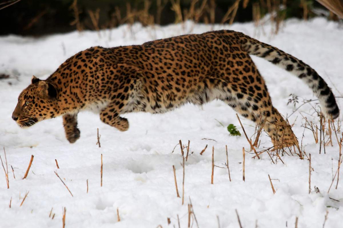 A female leopard moves inside a snow covered enclosure at Dachigam Wildlife Sanctuary, outskirts of Srinagar, India, Thursday, Jan. 23, 2014.