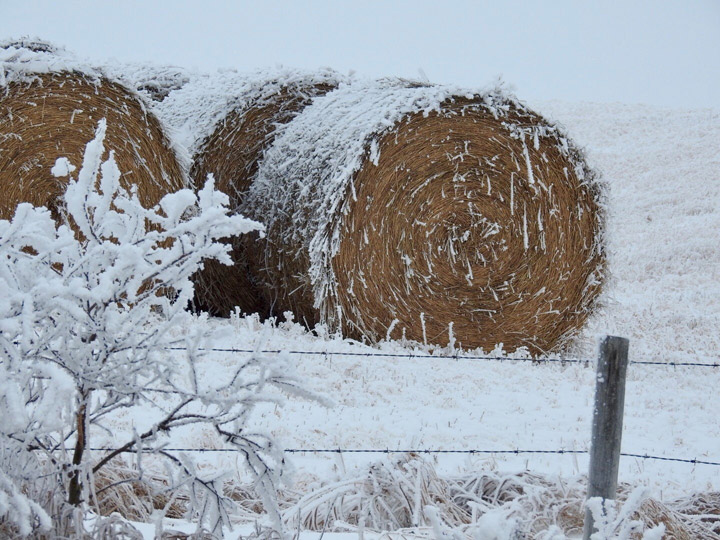 The Your Saskatchewan photo for Dec. 17 was taken by Ariane Muirhead near Melville.