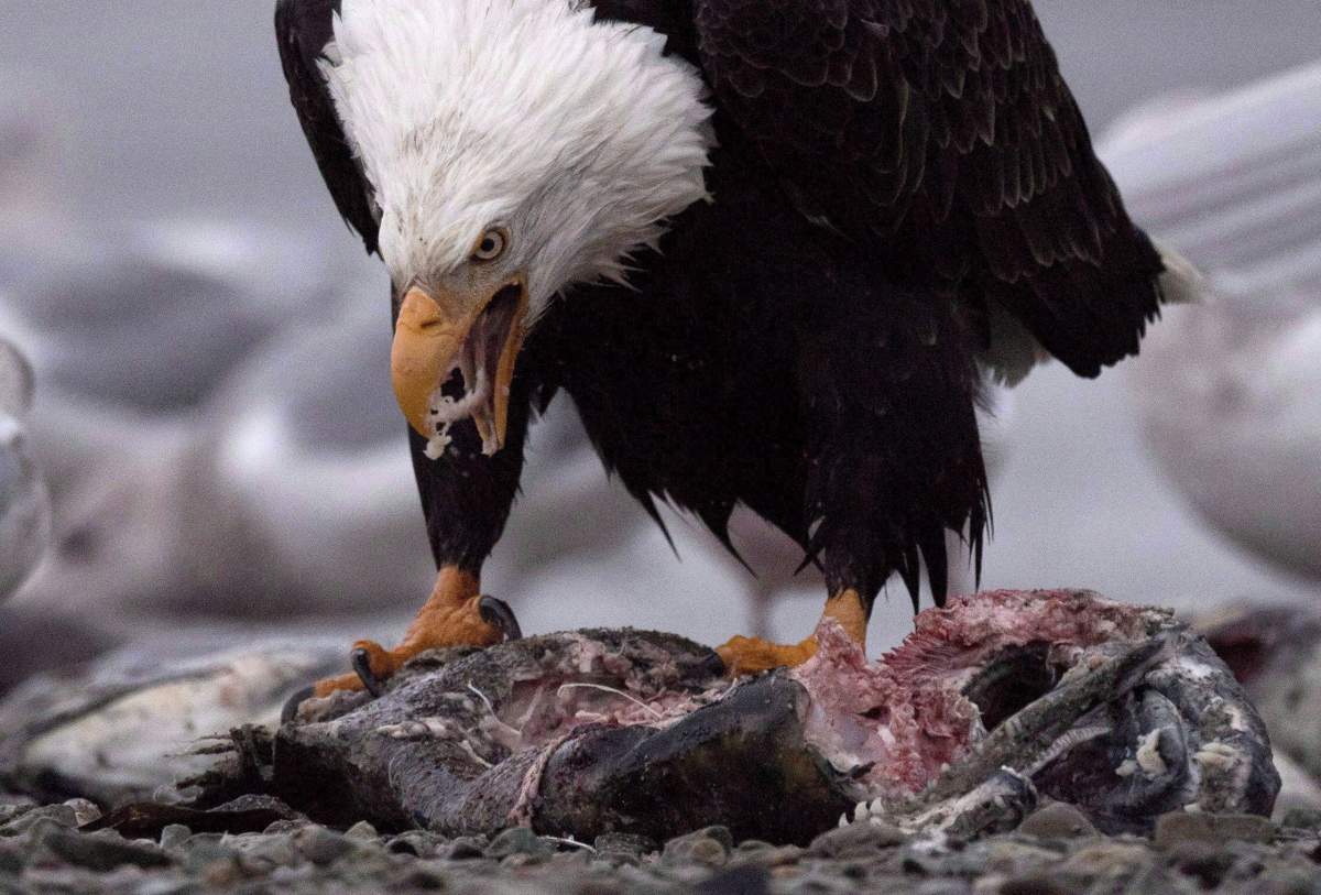 Where the Harrison River in British Columbia runs deep and the mountains stand tall that is where thousands of eagles dare as salmon spawn. A bald eagle eats a chinook salmon along the Harrison River in Harrison Mills, B.C., Thursday, Nov. 24, 2016.