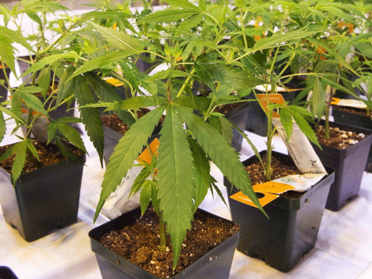 Cannabis seedlings at the new Aurora Cannabis facility in Montreal on November 24, 2017. 