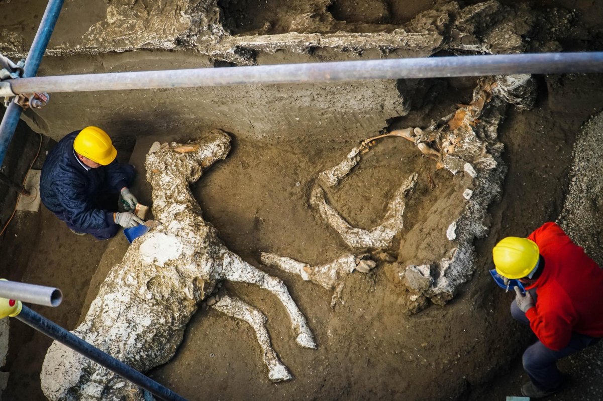 Experts work on horse skeletons in an ancient stable during excavations in Pompeii, near Naples, Italy, 23 December 2018. 