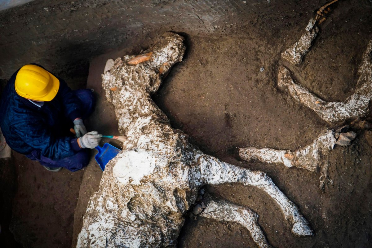 An archaeologist inspects the remains of a horse skeleton in the Pompeii archaeological site, Italy, Sunday, Dec. 23, 2018. A tall horse, well-groomed with the saddle and the richly decorated bronze trimmings, believed to have belonged to an high rank military magistrate has been recently discovered, Professor Massimo Osanna, director of the Pompeii archeological site said to the Italian news agency ANSA. (Cesare Abbate/ANSA Via AP).
