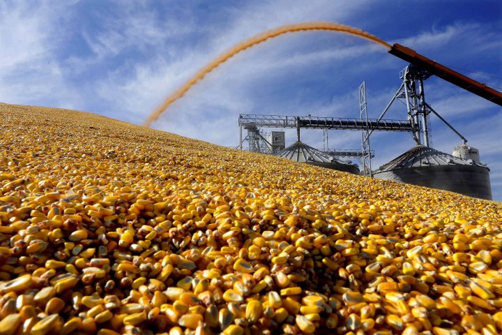 Central Illinois farmers deposit harvested corn outside a full grain elevator Virginia, Ill.