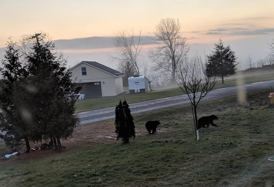 Jillian Patricia in Warkworth captured this photo of black bears wandering in Warkworth earlier this week.