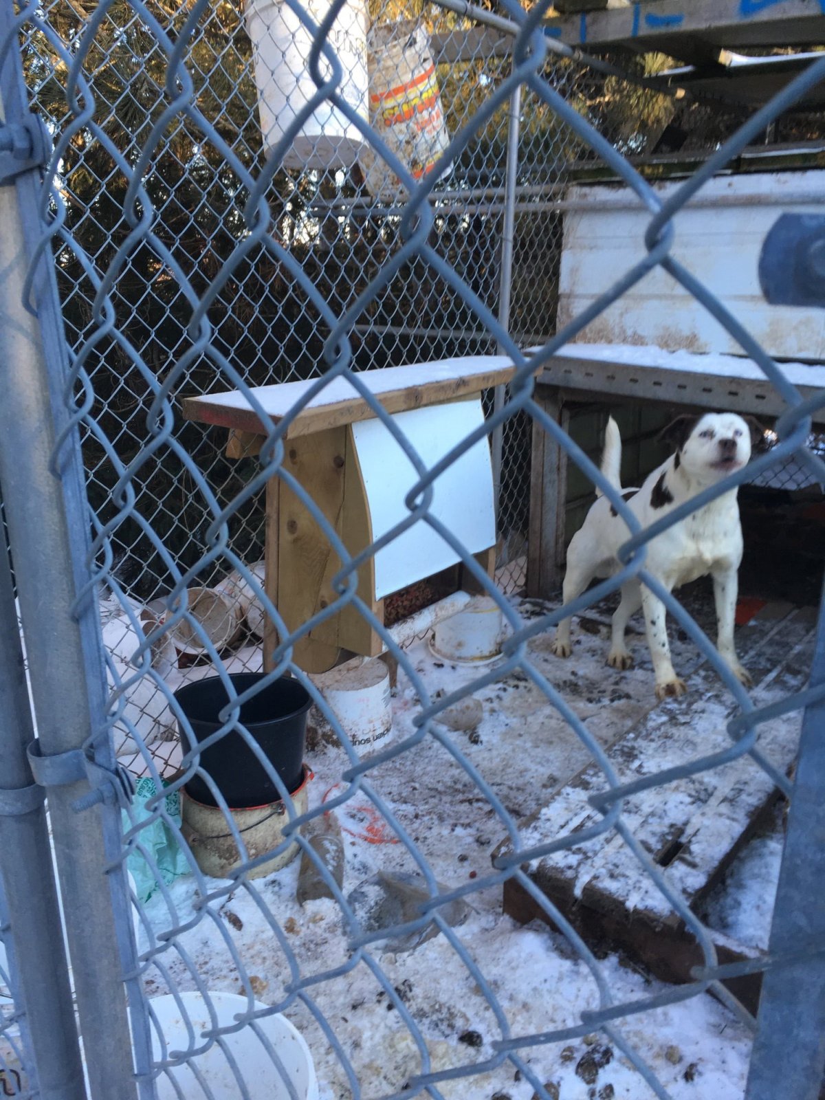The Nova Scotia SPCA found two dogs living in poor conditions  on Jan. 10. David Weatherbee of Scotsburn, N.S., has been handed a lifetime ban on owning domestic animals.