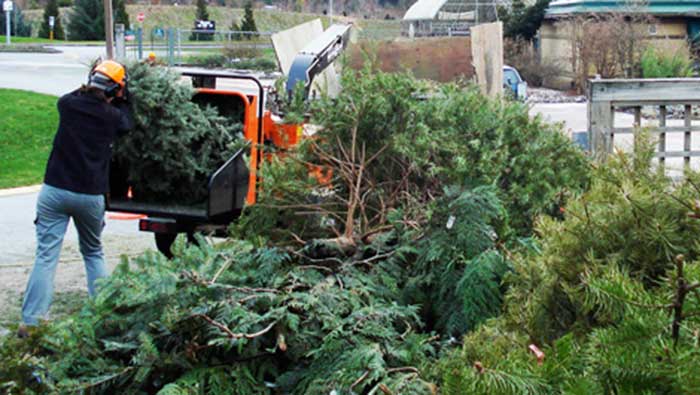 The cities of Saskatoon and Regina will chip your tree or turn it into mulch, so it doesn't take up the limited space in landfills.