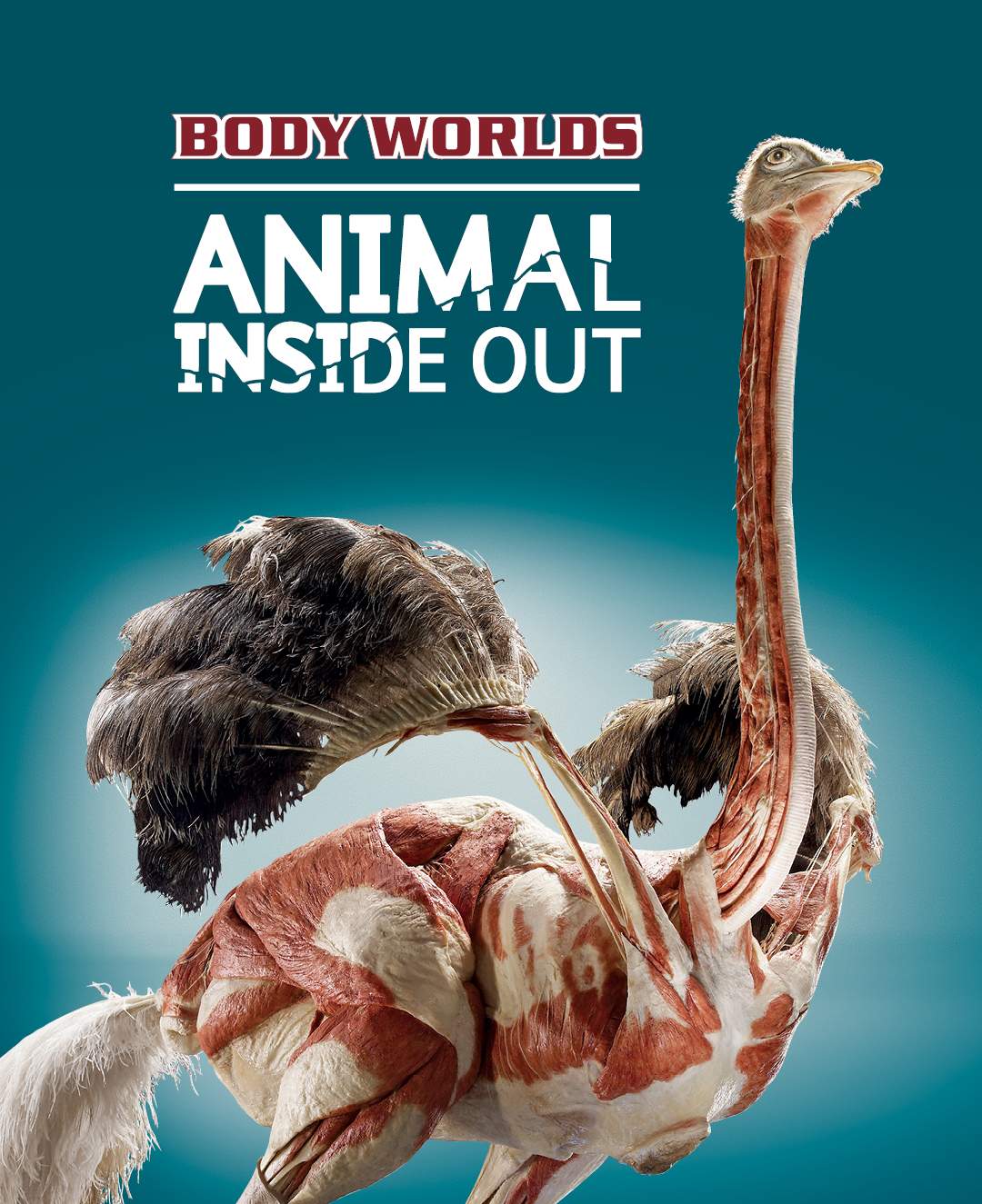 BODY WORLDS: ANIMAL INSIDE OUT - image