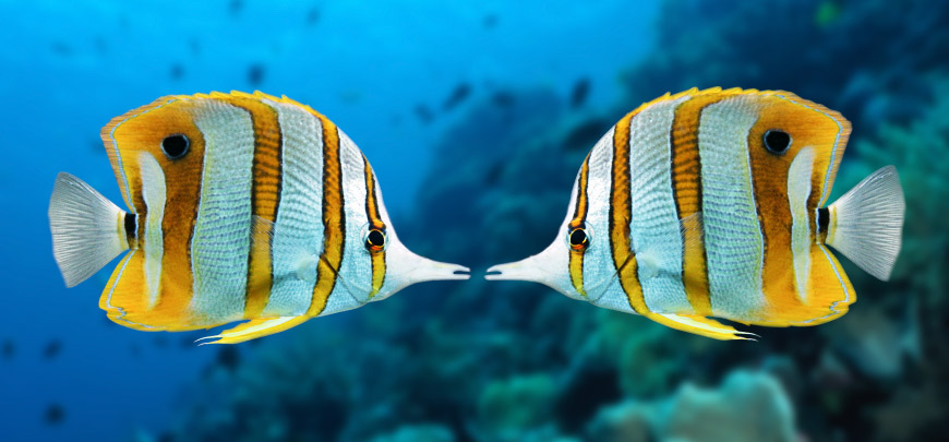 After Hours at Vancouver Aquarium - image