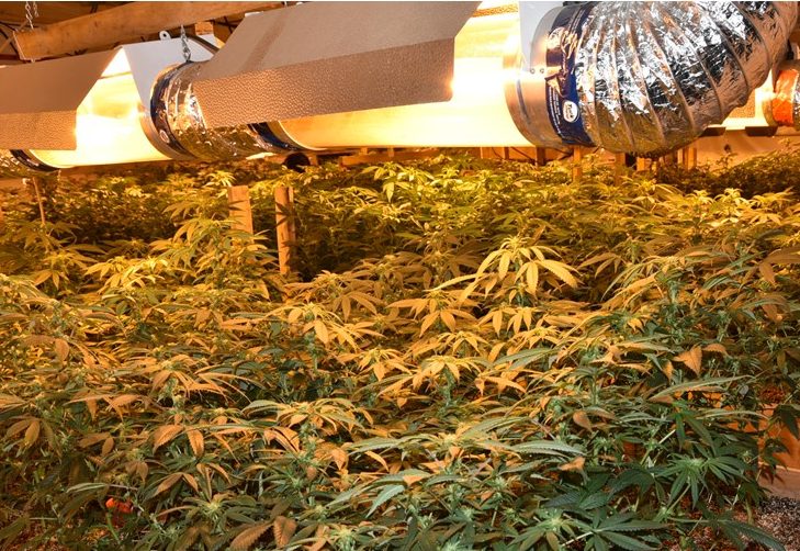 Squamish RCMP bust huge Butane Honey Oil operation involved in cannabis extract production - image