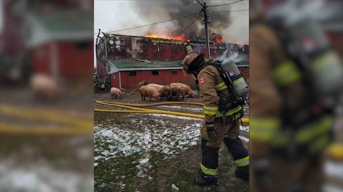 1,200 pigs perish in one million dollar barn fire in Quinte West.