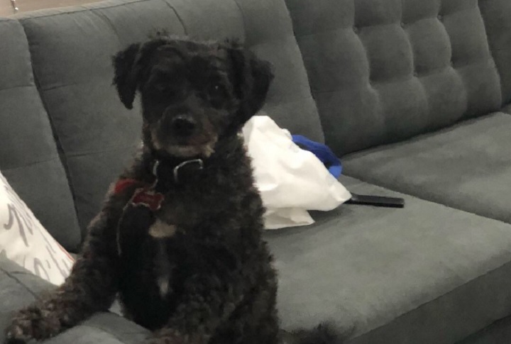 A Lassa-Poodle breed named Markie is missing after the vehicle he was in was stolen in Brampton Wednesday night.
