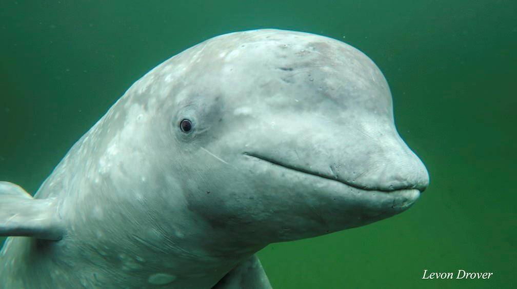 A group of marine researchers say a young beluga whale is too attached to the Maritimes for his own good.