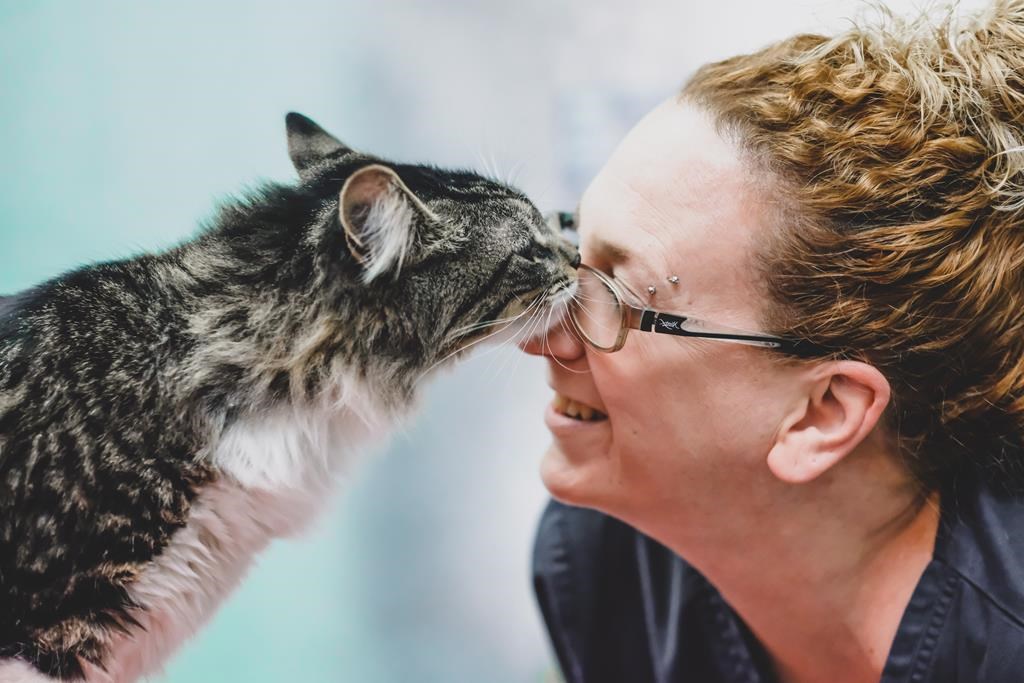 A cat is named Baloo nuzzles with a vet technician in a handout photo from the Montreal SPCA.