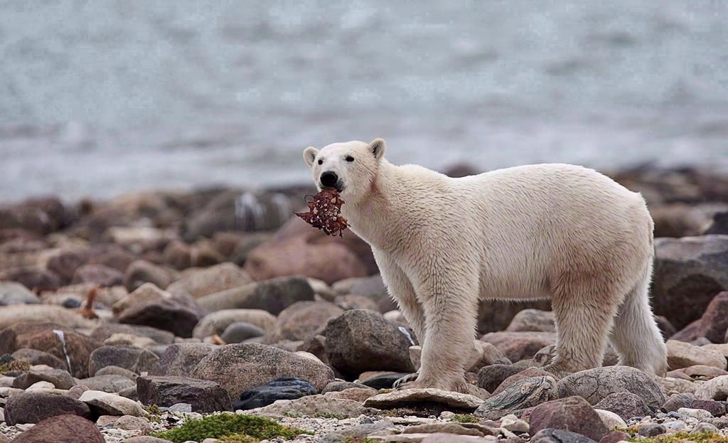 A polar bear eats a piece of whale meat as it walks along the shore of Hudson Bay near Churchill, Man.