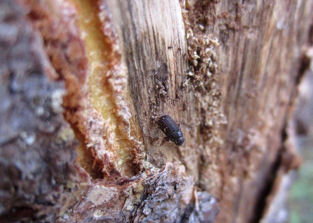 A dead pine beetle is shown on the inside of a piece of bark peeled from a beetle-killed tree near Albany, Wyo., on July 12, 2017.