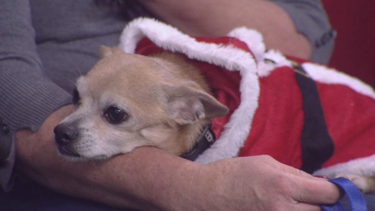Callahan dressed up as Santa in hopes of finding his new ho-ho-home.