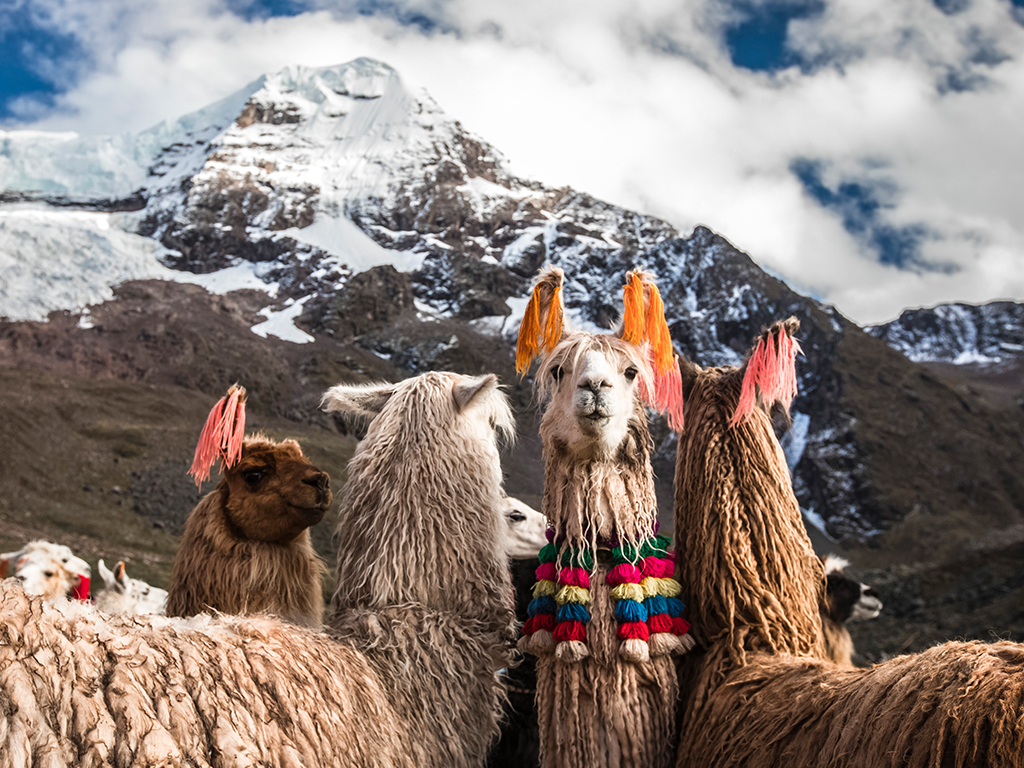 Llamas on the Ausangate Trek in Peru. Getty Images