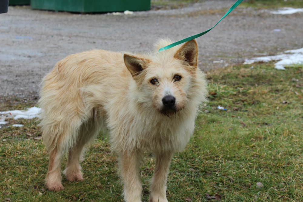 According to the release, 27 dogs have been transferred from Cat Lake First Nation.