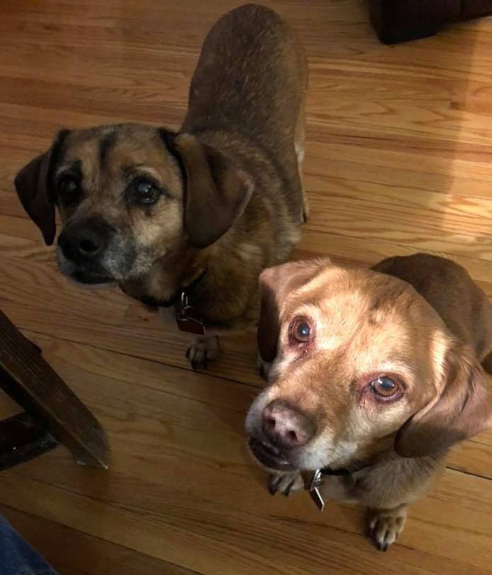 Dudley (left) and Nell (right) appeared on Global News Morning to find their forever home.