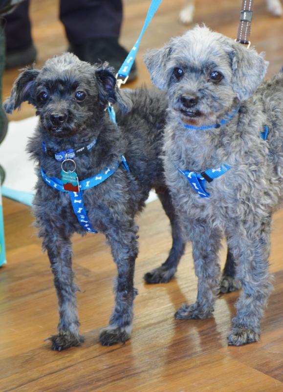 Smudge (left) and Fozzy (right) appeared on Global News Morning to find a new home.