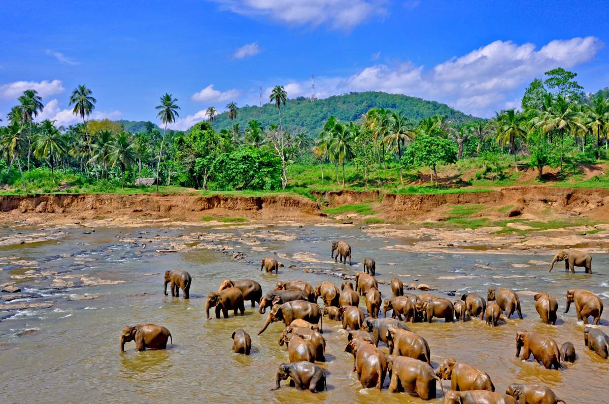 Bathing baby elephants in Kandy, Sri Lanka. Getty Images