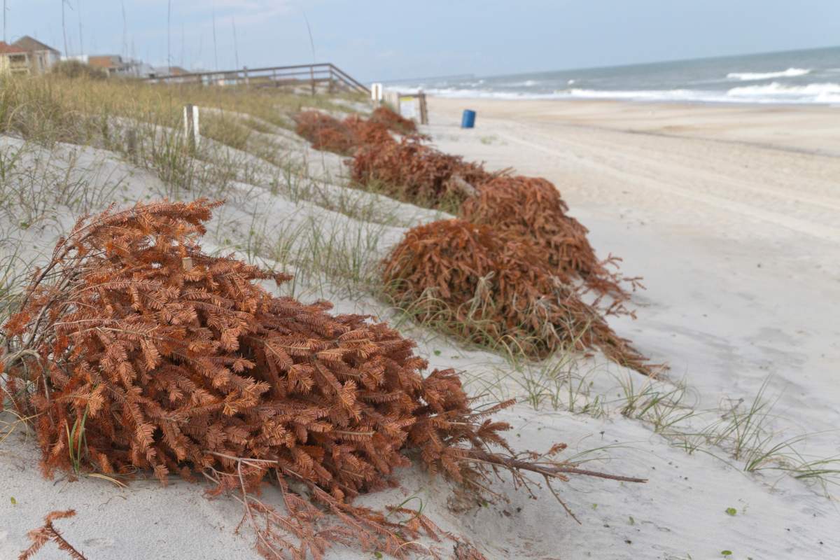Recycled Christmas trees line the beach shoring up sand dunes and preventing erosion as the wind covers them with sand and turns them into dunes.