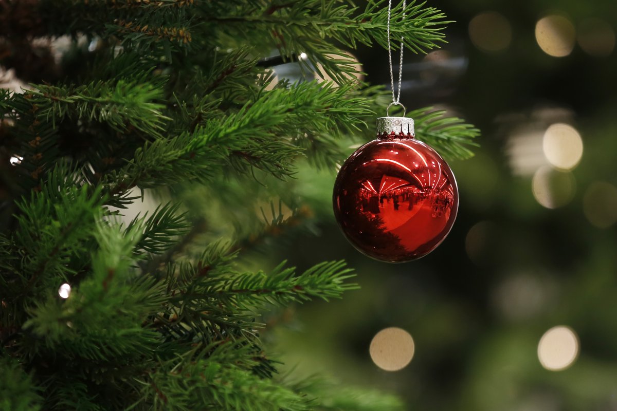 Real or fake Christmas tree? Why environmentalists say the real thing is the way to go - image